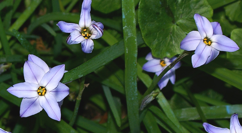 Ipheion uniflorum / Fiorestella  (pianta coltivata)